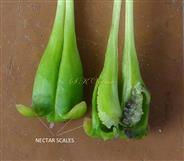  Gynoecium